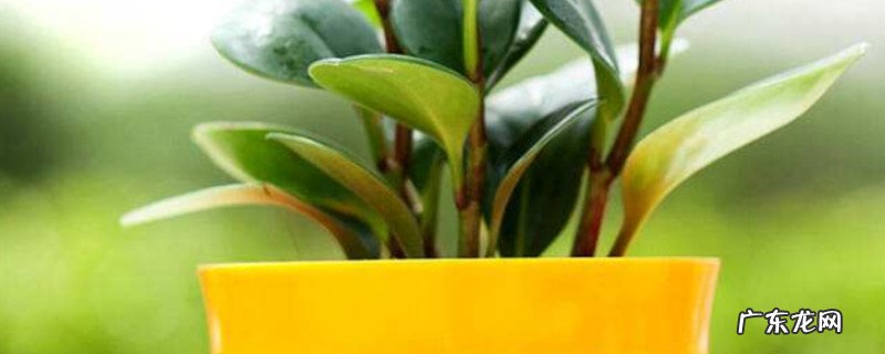 豆瓣绿的寓意花语 豆瓣绿的寓意