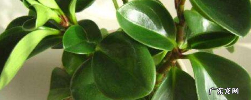 豆瓣绿怎么修剪图解 豆瓣绿怎么修剪