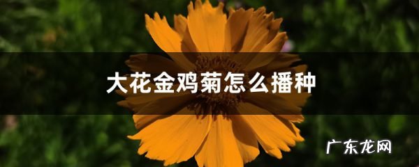 大花金鸡菊怎么播种,大花金鸡菊冬天怎么处理？