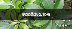 鹅掌柴怎么繁殖,鹅掌柴怎么扦插？