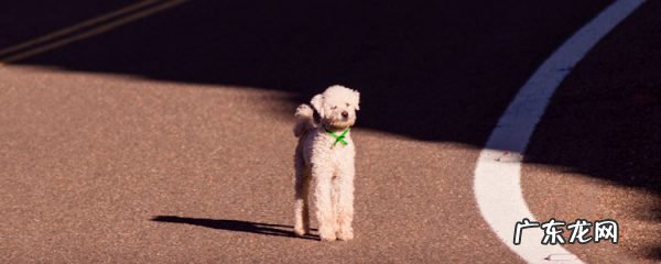 泰迪舞图 为什么泰迪那么污