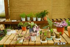 蛾蝶花怎么浇水施肥,先浇水还是先施肥？