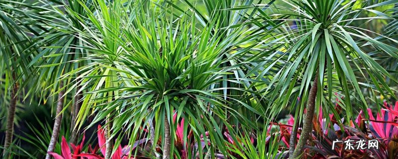 龙血树怎么繁殖方法 龙血树的栽培养护和繁殖方法