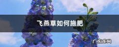 飞燕草如何施肥,大花飞燕草怎么过冬？
