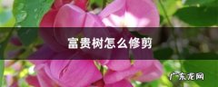 富贵树怎么修剪,富贵树剪枝从什么地方剪？