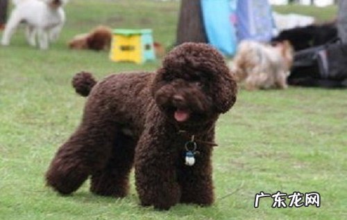 狗×人文推荐 为什么泰迪是最流氓的狗