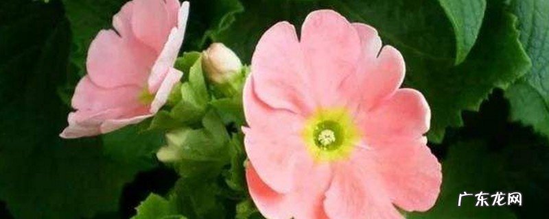 报春花浇水过多怎么补救 报春花几天浇一次水