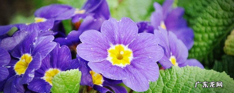 报春花花朵蔫了怎么办 报春花开花后怎么办