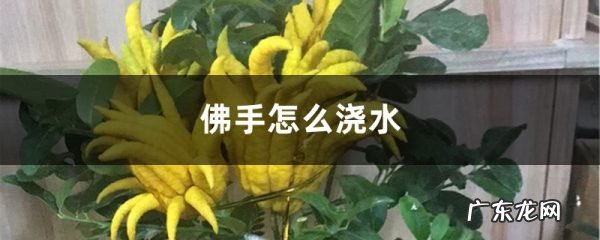 佛手怎么浇水,金佛手盆栽怎样养殖?
