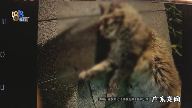 保姆被雇主追责并扣付九千余元 价值23万缅因猫坠楼