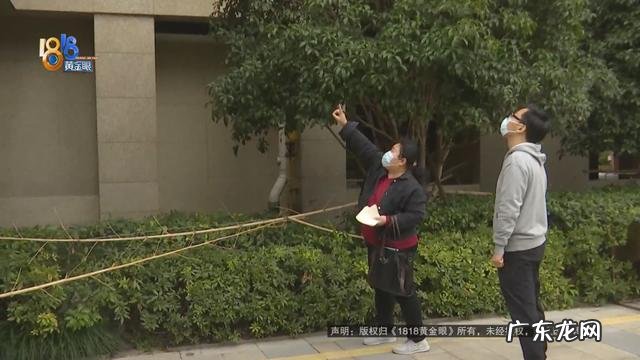 保姆被雇主追责并扣付九千余元 价值23万缅因猫坠楼