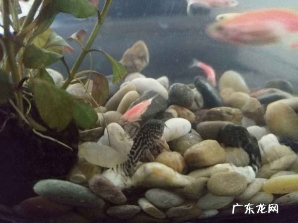 清道夫0度能过冬 清道夫吃什么食物