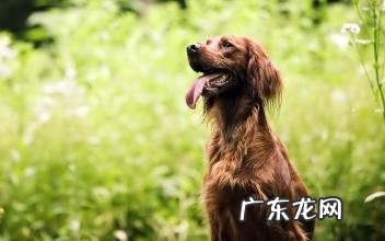 双血统和普通金毛对比 血统狗和普通狗的区别