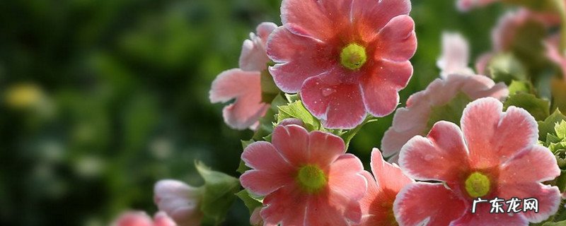 一颗报春花可以养几年 报春花可以活几年