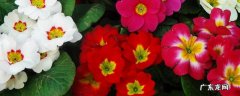 报春花花期长吗好养吗 一颗报春花可以养几年