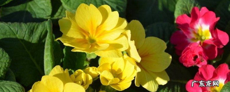 报春花如何繁殖 报春花繁殖方法和注意事项