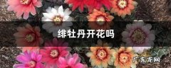 绯牡丹开花吗,绯牡丹？