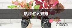 矾根怎么繁殖,矾根能活几年？