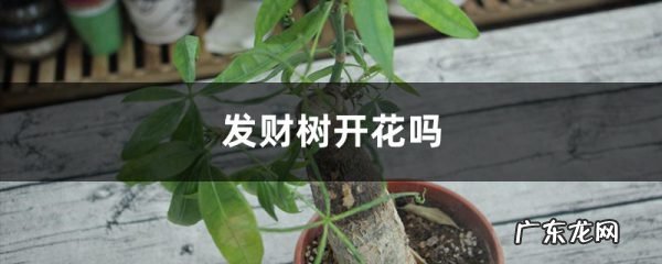 发财树开花吗，什么时间开花,发财树为什么都是三个？