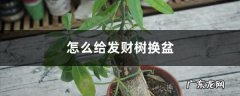 怎么给发财树换盆，换盆用什么土好,发财树烂根的土还能用吗？