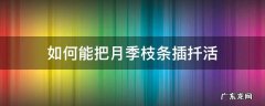 如何能把月季枝条插扦活