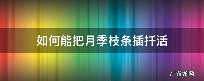 如何能把月季枝条插扦活