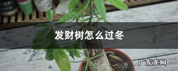 发财树怎么过冬,叶子发黄是怎么回事,发财树叶子发黄怎么救?