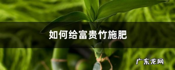 富贵竹施肥方法，用什么肥好,富贵竹怎么水养才旺盛？
