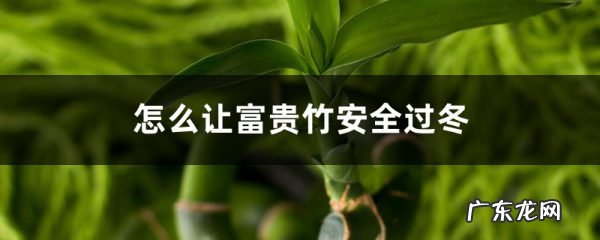 怎么让富贵竹安全过冬,冻伤了怎么办,如何让富贵竹长得粗壮?