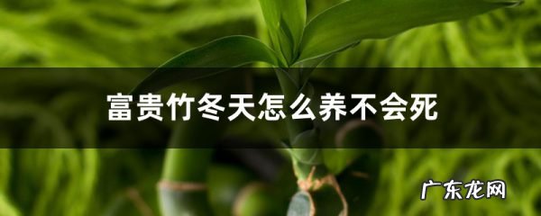 富贵竹冬天怎么养不会死，富贵竹过冬技巧,富贵竹怎么过冬啊每年养的都死了？