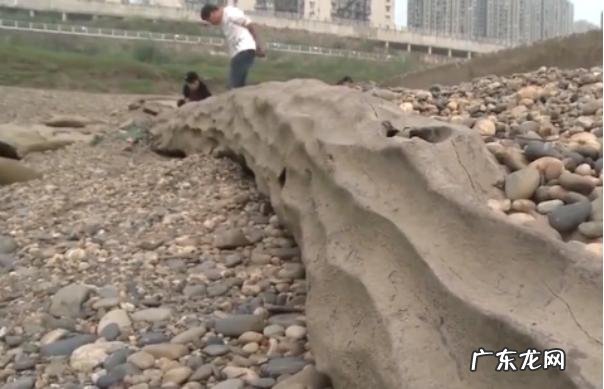 重庆嘉陵江现巨大阴沉木 有盗割痕迹