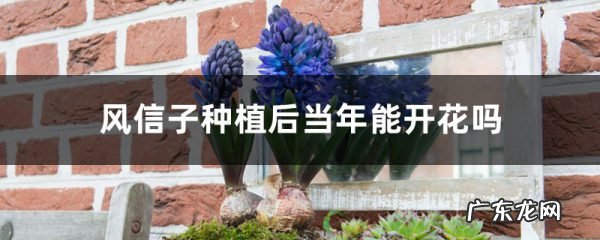 风信子种植后当年能开花吗，风信子开花后还能活吗,风信子怎么养活？