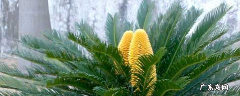 铁树长虫怎么处理 铁树嫩叶生虫怎么办