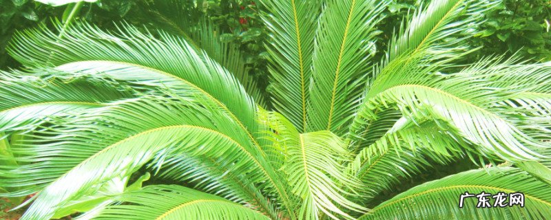 墨西哥铁树怎么繁殖 墨西哥铁树的养殖方法和注意事项