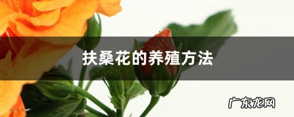 养护技巧、扦插方法和时间 扶桑花的养殖方法,扶桑花需要修剪吗?