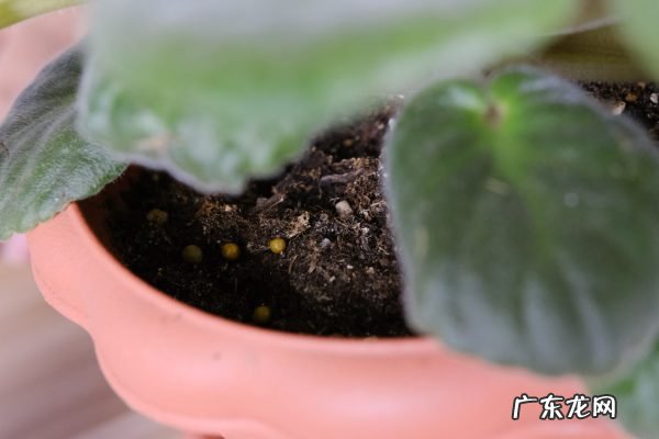 非洲堇播种繁殖全过程,非洲堇如何修剪?