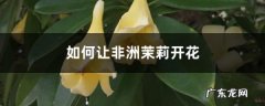 如何让非洲茉莉开花,非洲茉莉的修剪方法？