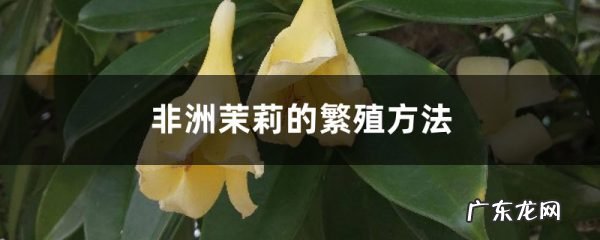 非洲茉莉繁殖方法,非洲茉莉扦插繁殖方法？