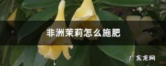 非洲茉莉怎么施肥,盆栽非洲茉莉怎么养护？