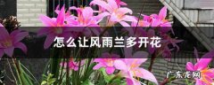 怎么让风雨兰多开花，花后怎么处理,风雨兰开花时间？