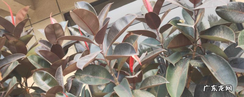 橡胶树怎么栽培 橡胶树盆栽的养殖方法和注意事项