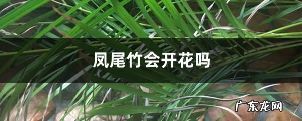 凤尾竹会开花吗,凤尾竹开花不吉利?