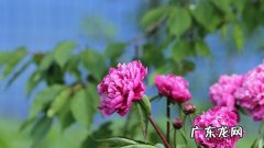 养牡丹花是否吉利,前不栽芍药后不栽牡丹？