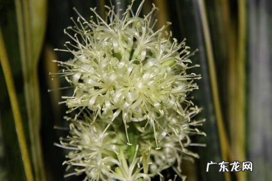 虎尾兰会开花吗 虎尾兰开花有寓意