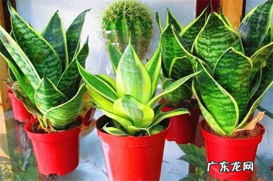 虎尾兰的叶子发软皱褶重新种 虎尾兰的叶子发软皱褶