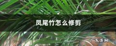 凤尾竹怎么修剪,凤尾竹怎么换盆剪根？