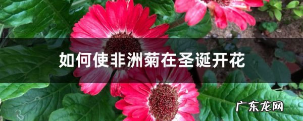 如何使非洲菊在圣诞开花,非洲菊用什么肥开花多？