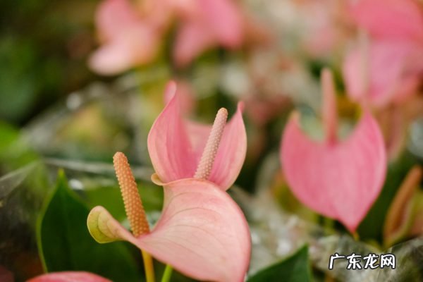 粉掌不开花要怎么办,粉掌和红掌哪个贵?