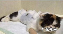 异国短毛猫怎么养,一般养什么猫好？