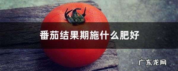 番茄结果期施什么肥好,如何施肥,番茄苗期施什么肥?